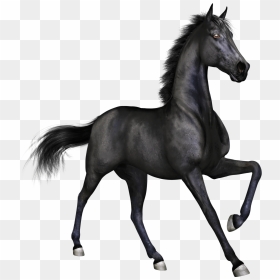 Black Race Horse - Black Horse Png, Transparent Png - horses png