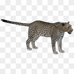 Wiki , Png Download, Transparent Png - leopard png