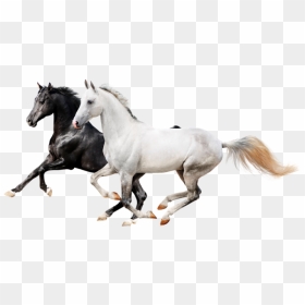 Two Horses Png Download - Horses Png, Transparent Png - horses png
