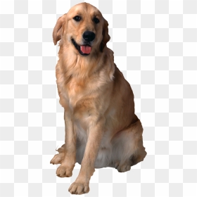 Dog, HD Png Download - cute dog png