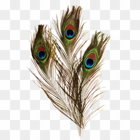 Transparent Peacock Feather Png - Peacock Feather Png Transparent, Png Download - single peacock feathers png
