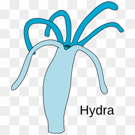 Easy Diagram Of Hydra , Png Download - Hydra Diagram Without Labelling, Transparent Png - hydra png