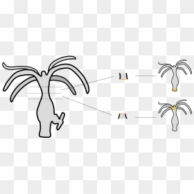 Regeneração Em Hydra - Dedifferentiation And Redifferentiation Difference, HD Png Download - hydra png
