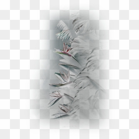 Illustration, HD Png Download - single peacock feathers png