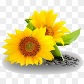 Sunflower Oil Png Hd Quality - Sunflower Seed Oil Png, Transparent Png - oil png
