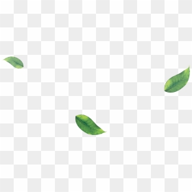 Starfruit, HD Png Download - falling green leaves png