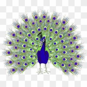 Transparent Peacock Clipart Free - Peacock Drawing With Open Feathers, HD Png Download - single peacock feathers png
