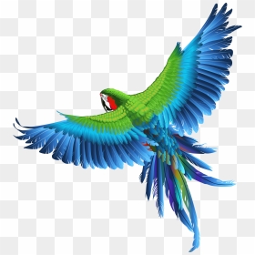 Transparent Parrot Clipart Picture - Birds Images Png Hd, Png Download - birds png hd