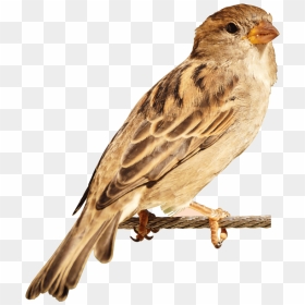 Sparrow Bird Png - Bird Png Hd Images Download, Transparent Png - birds png hd