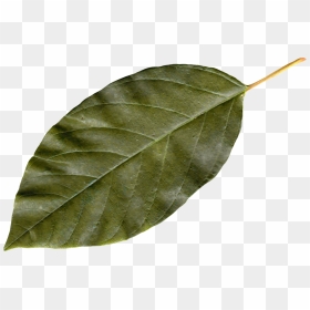 Leaf Png, Transparent Png - falling green leaves png