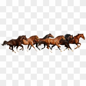 Haflinger American Paint Horse American Miniature Horse - Horses Running White Background, HD Png Download - horses png