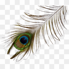 Close-up, HD Png Download - single peacock feathers png