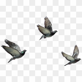 Disney Princess Images Flying Birds 8 Hd Wallpaper - Flying Birds Hd Png, Transparent Png - birds png hd