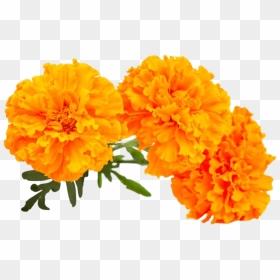 Marigold Png - Transparent Marigold Flower Png, Png Download - marigold png