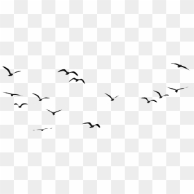 Flock Of Birds Png Hd Image - Birds Flying In The Sky Drawing, Transparent Png - birds png hd