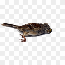 Dead Bird Png, Transparent Png - birds png hd