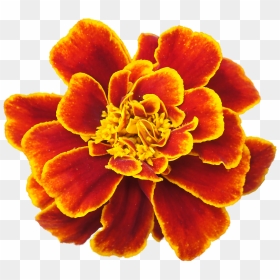 Marigold Clip Art - Flower With White Background, HD Png Download - marigold png