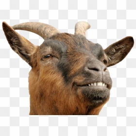 Transparent Goat Head Png, Png Download - indian goat png