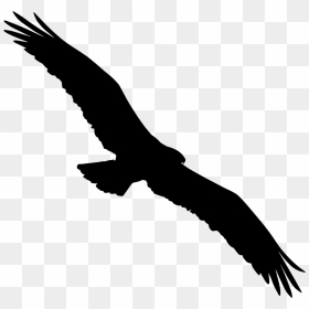 Bird Osprey Shape Comments - All Birds Hd Png, Transparent Png - birds png hd