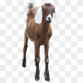 Goat Png Images Download - Goat Png, Transparent Png - indian goat png