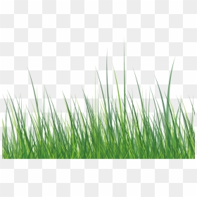 This Graphics Is Green Grass About Grass Roadside - Grass Vector White, HD Png Download - garden grass png