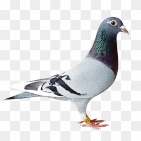 Pigeon Png, Transparent Png - birds png hd