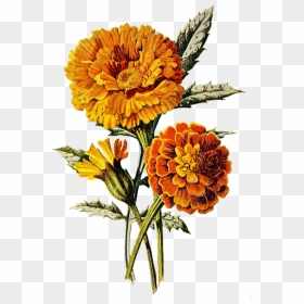 Marigold Art, HD Png Download - marigold png