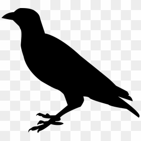Raven Silhouette Png, Transparent Png - birds png hd
