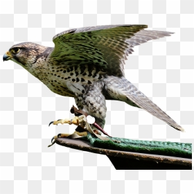 Download Free Falcon Birds Png Transparent Images Transparent - Animais Silvestres Png, Png Download - birds png hd