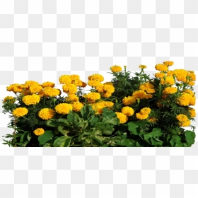 Marigold Clipart Transparent - Marigold Png, Png Download - marigold png