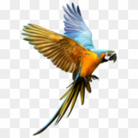 Macaw, HD Png Download - birds png hd