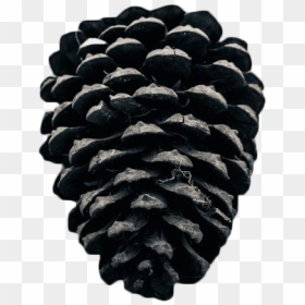 Tree Cone Black - Conifer Cone, HD Png Download - png tree images with transparent background