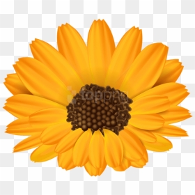 English Marigold , Png Download - Free Clipart Orange Flowers, Transparent Png - marigold png
