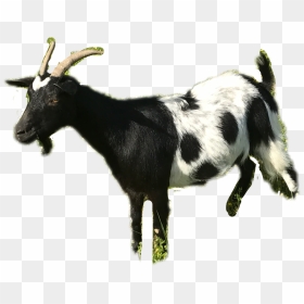 Transparent Goat Clipart Black And White - Goat, HD Png Download - indian goat png