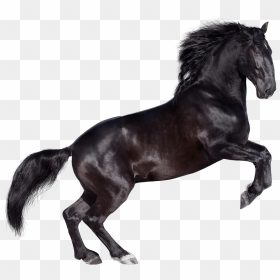 Black Horse Rearing Png, Transparent Png - horses png