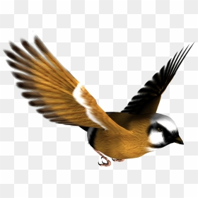 Png Image Bird - Flying Bird Transparent, Png Download - single peacock feathers png