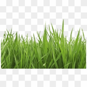 Garden Services, Alderney, Ci Grass Cutting, Hedge - Grass Background Clipart, HD Png Download - garden grass png
