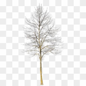 Deciduous Tree Winter Iii - Winter Tree Png Snow, Transparent Png - png tree images with transparent background