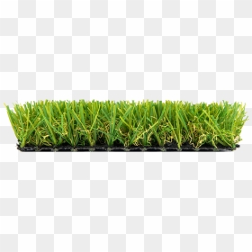 Sweet Grass, HD Png Download - garden grass png