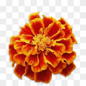 Transparent Background Marigold Clipart, HD Png Download - marigold png