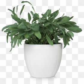Thumb Image - Plant In Pot Png, Transparent Png - flower stand png