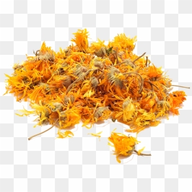 Transparent Marigolds Clipart - Dried Calendula, HD Png Download - marigold png