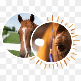 Why-horses - Sorrel, HD Png Download - horses png