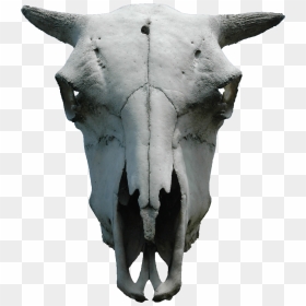 Transparent Goat Skull Png - Animal Skull Png, Png Download - indian goat png