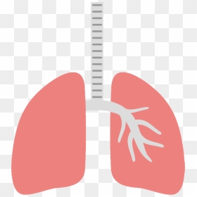 Lungs Png - Lung, Transparent Png - pitchfork png