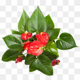 Flowering Anthurium For Sale - Chinese Hibiscus, HD Png Download - flower plant top view png
