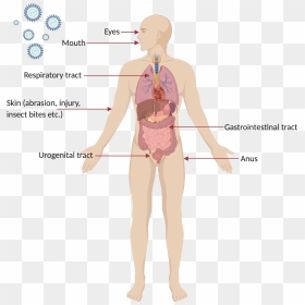 Typical Sites Of Virus Entry Into The Body - Illustration, HD Png Download - body png
