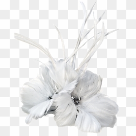 Feathers - Argentina Collection - White - Feather Accent Piece Argentina Collection, HD Png Download - single peacock feathers png