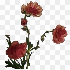 Aesthetic Flower Art Png Photos - Flower Aesthetic Png Transparent, Png Download - flower plant top view png