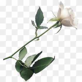 White Rose Background, Plant Stem Botany Flowering - Single White Rose Png, Transparent Png - flower plant top view png